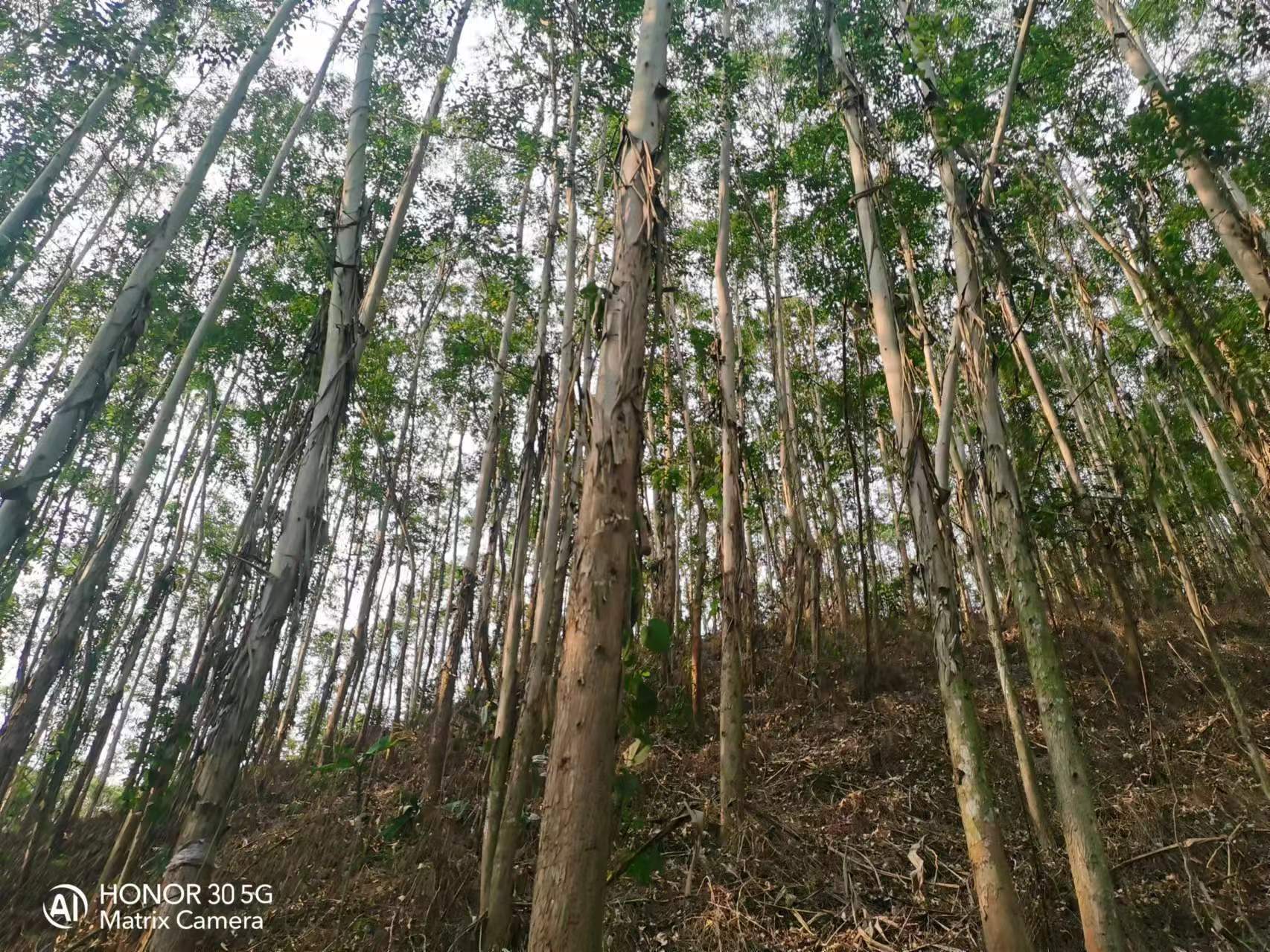 德庆县高良镇云利村林相图