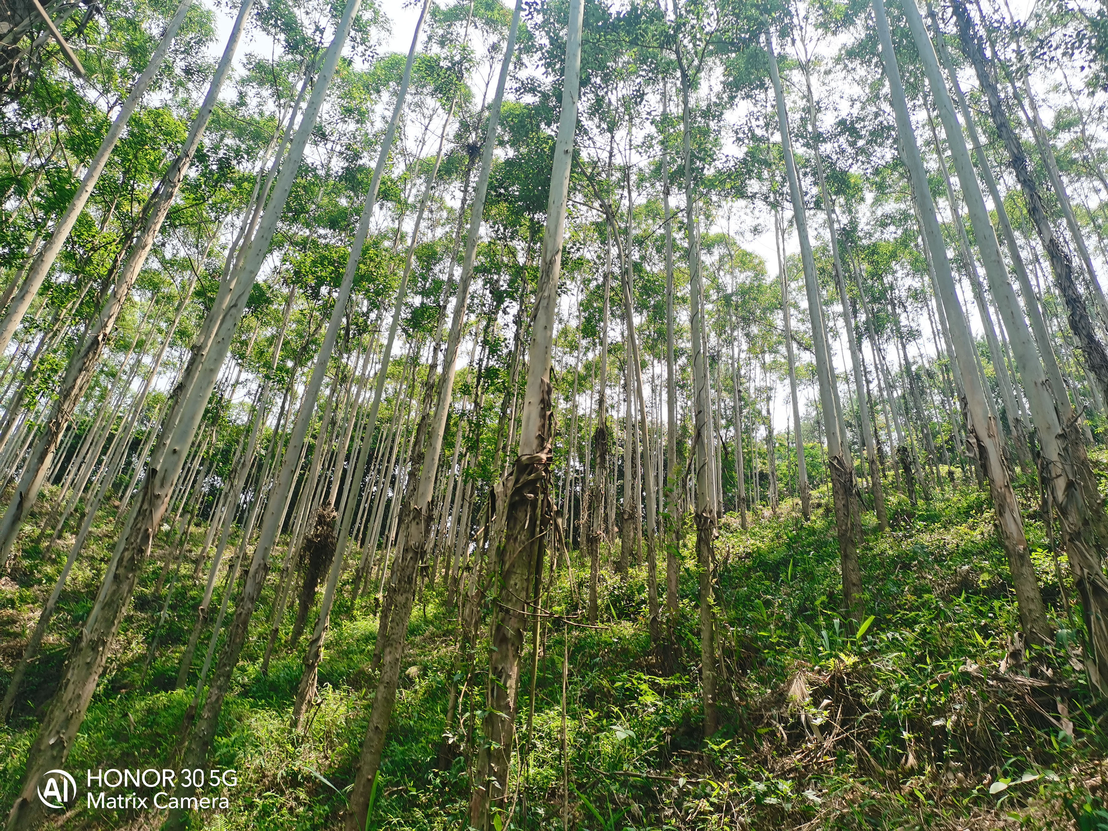 德庆县莫村镇曙光村林相图