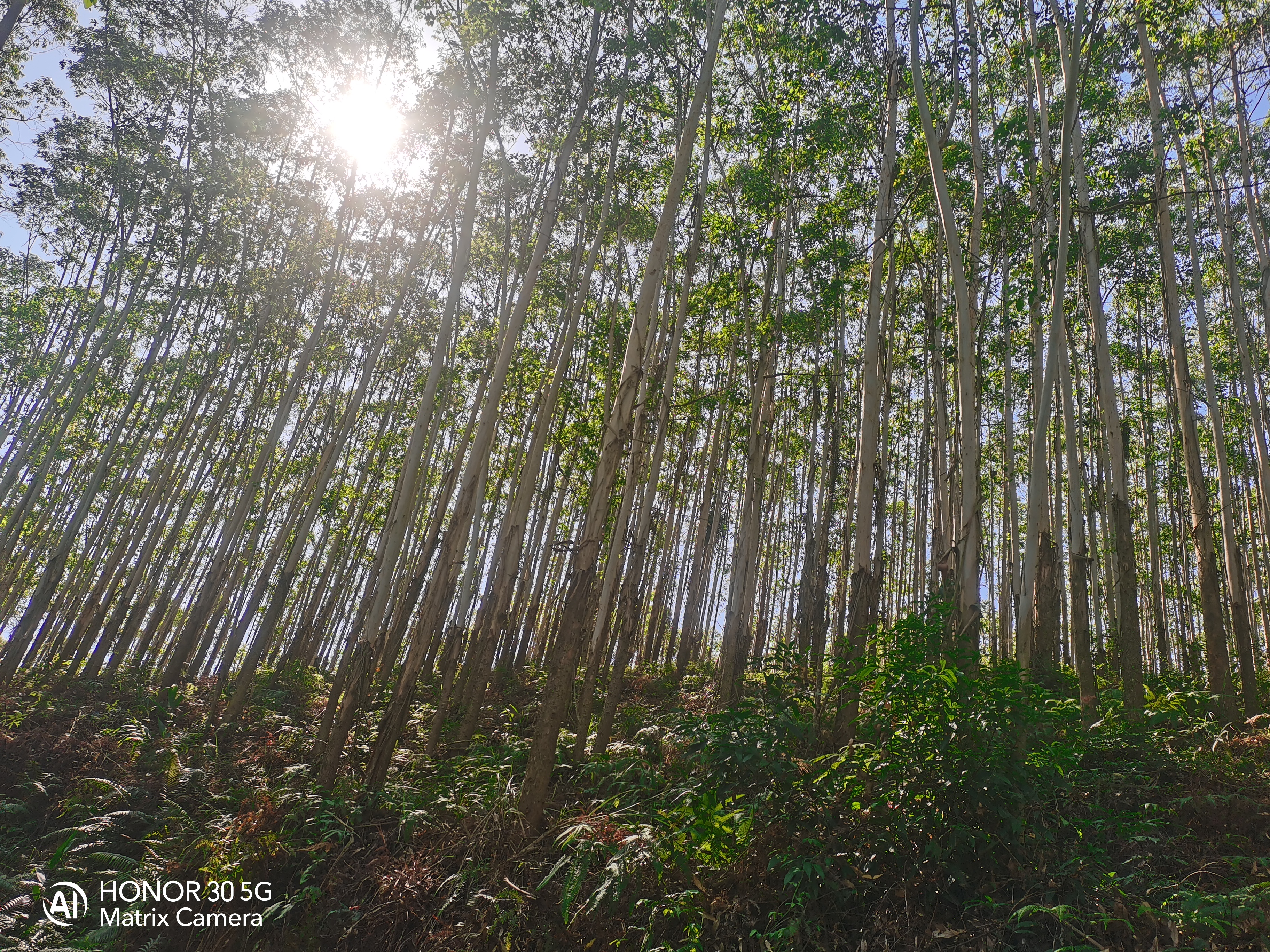 高要区水南镇分界村林相图