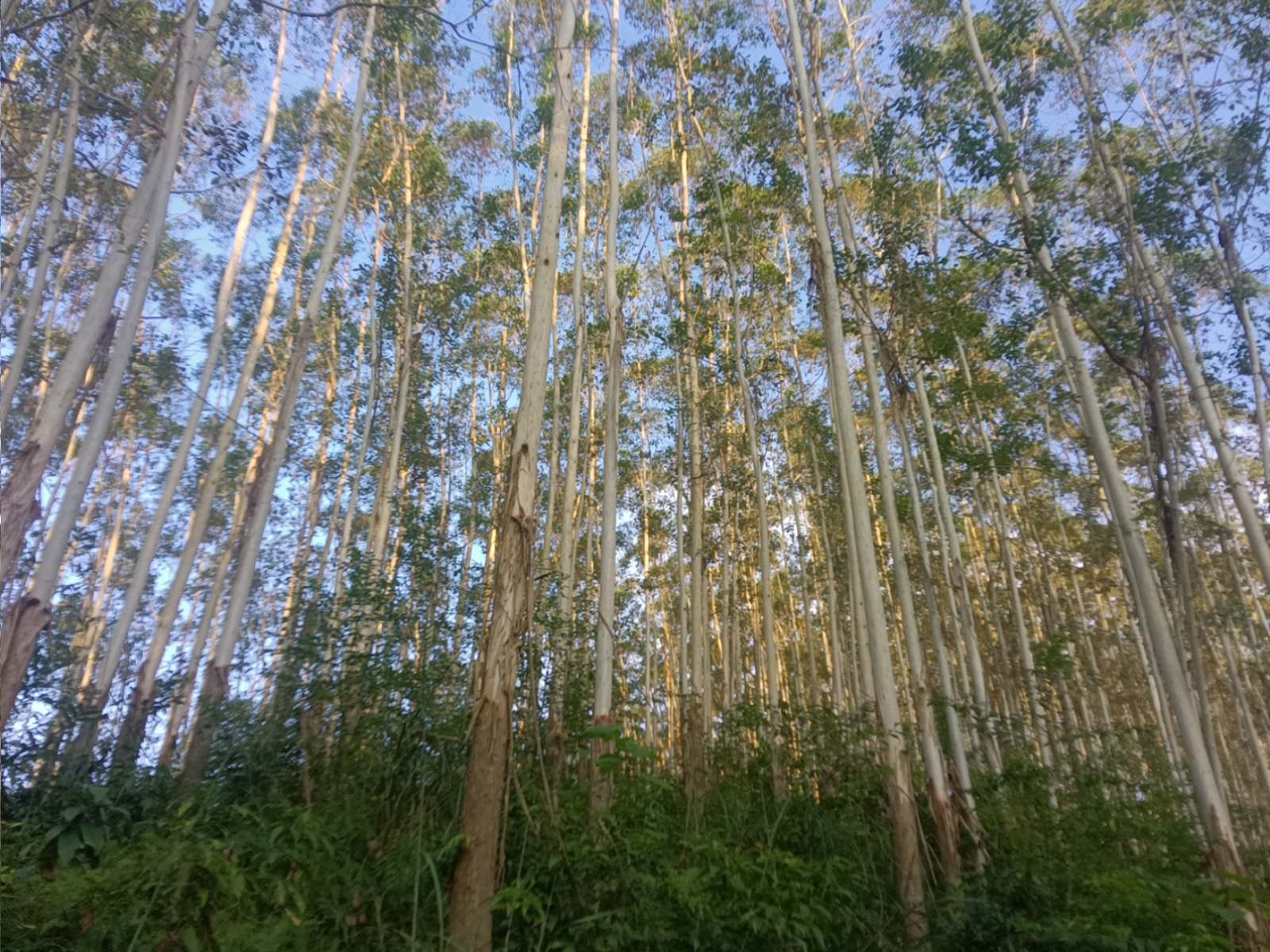 德庆县官圩镇官圩村林相图