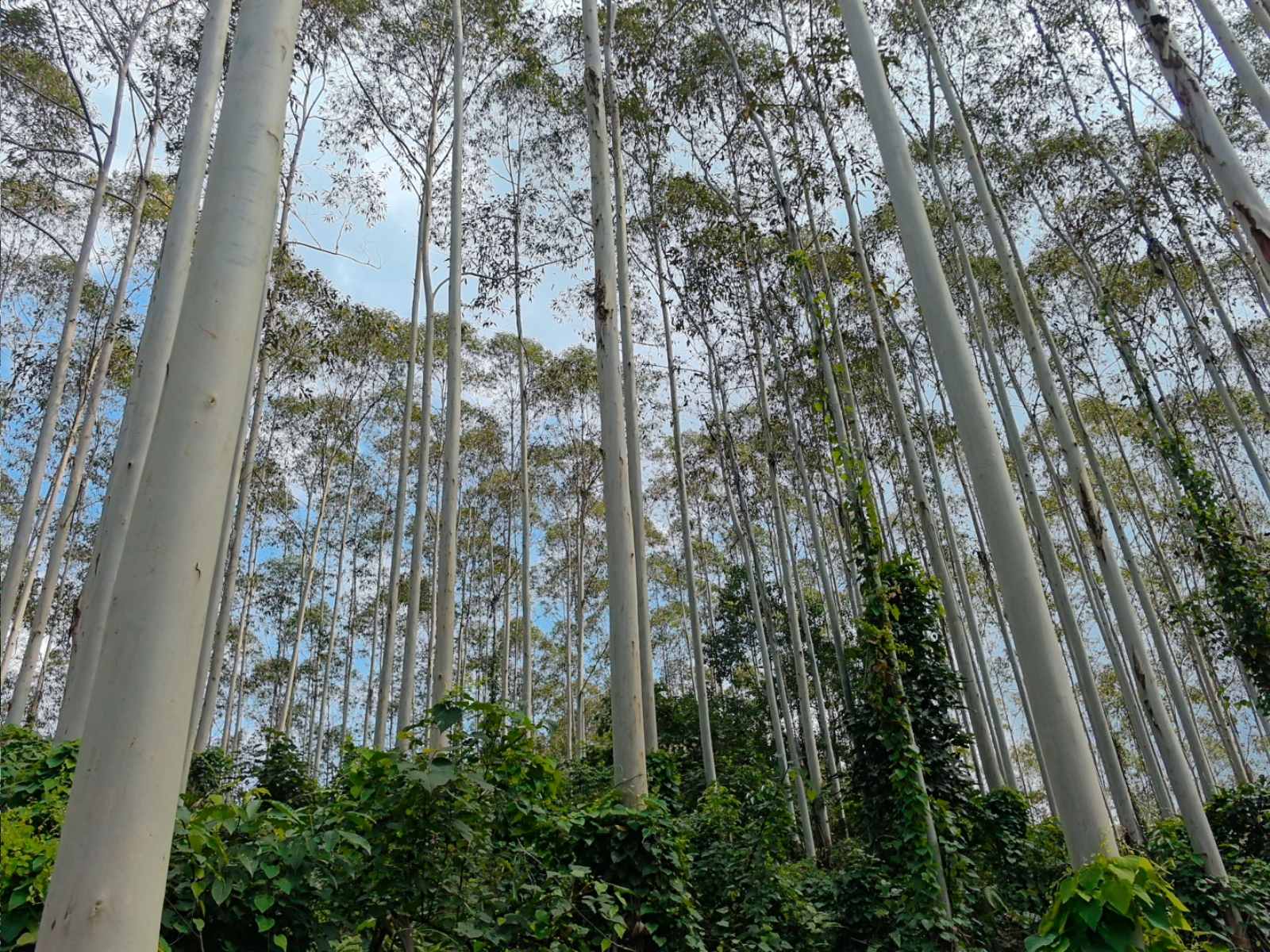德庆县莫村镇曙光村林相图