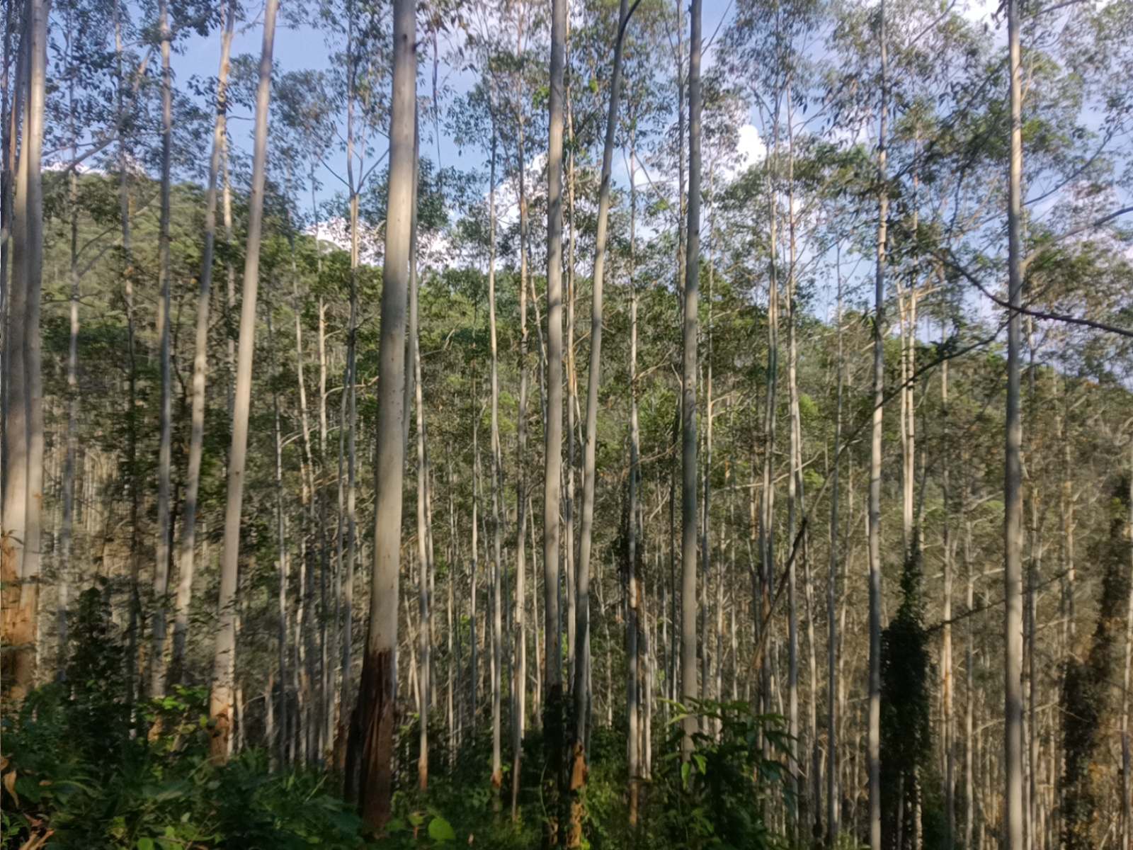 德庆县莫村镇益村村林相图