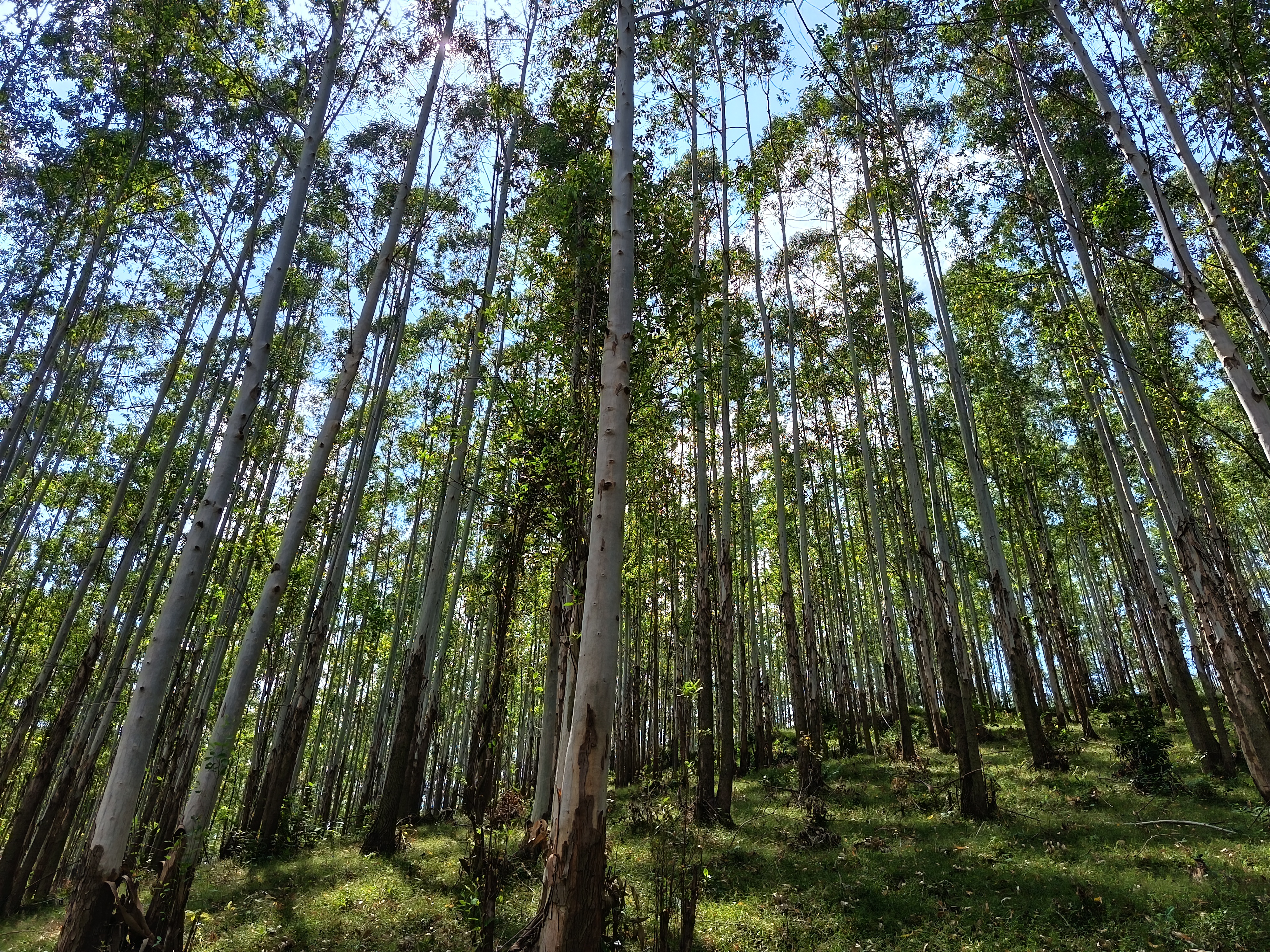 怀集县桥头镇六竹村林相图