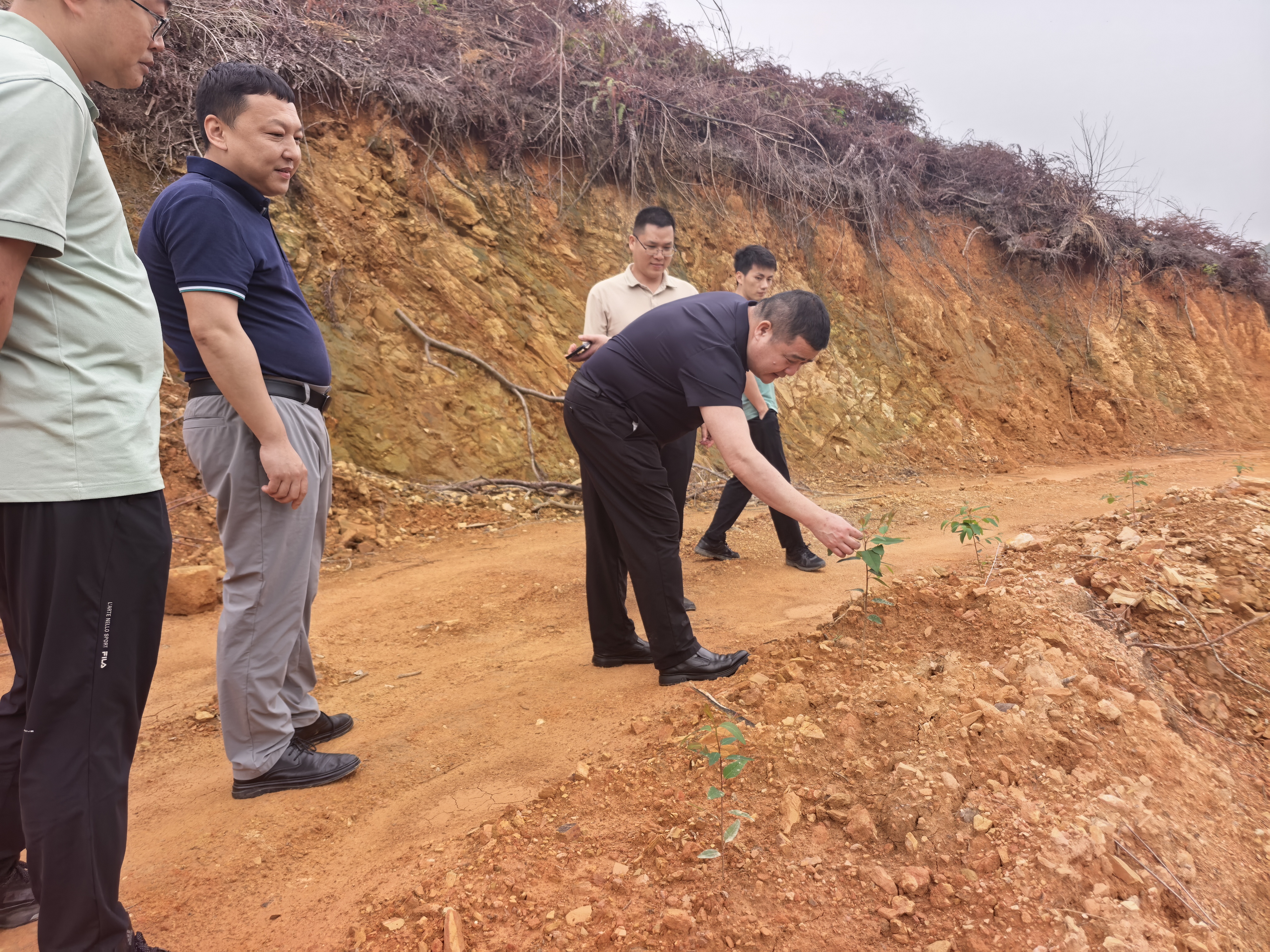 在封开县南丰镇金楼村林地，调研新造林苗木长势情况
