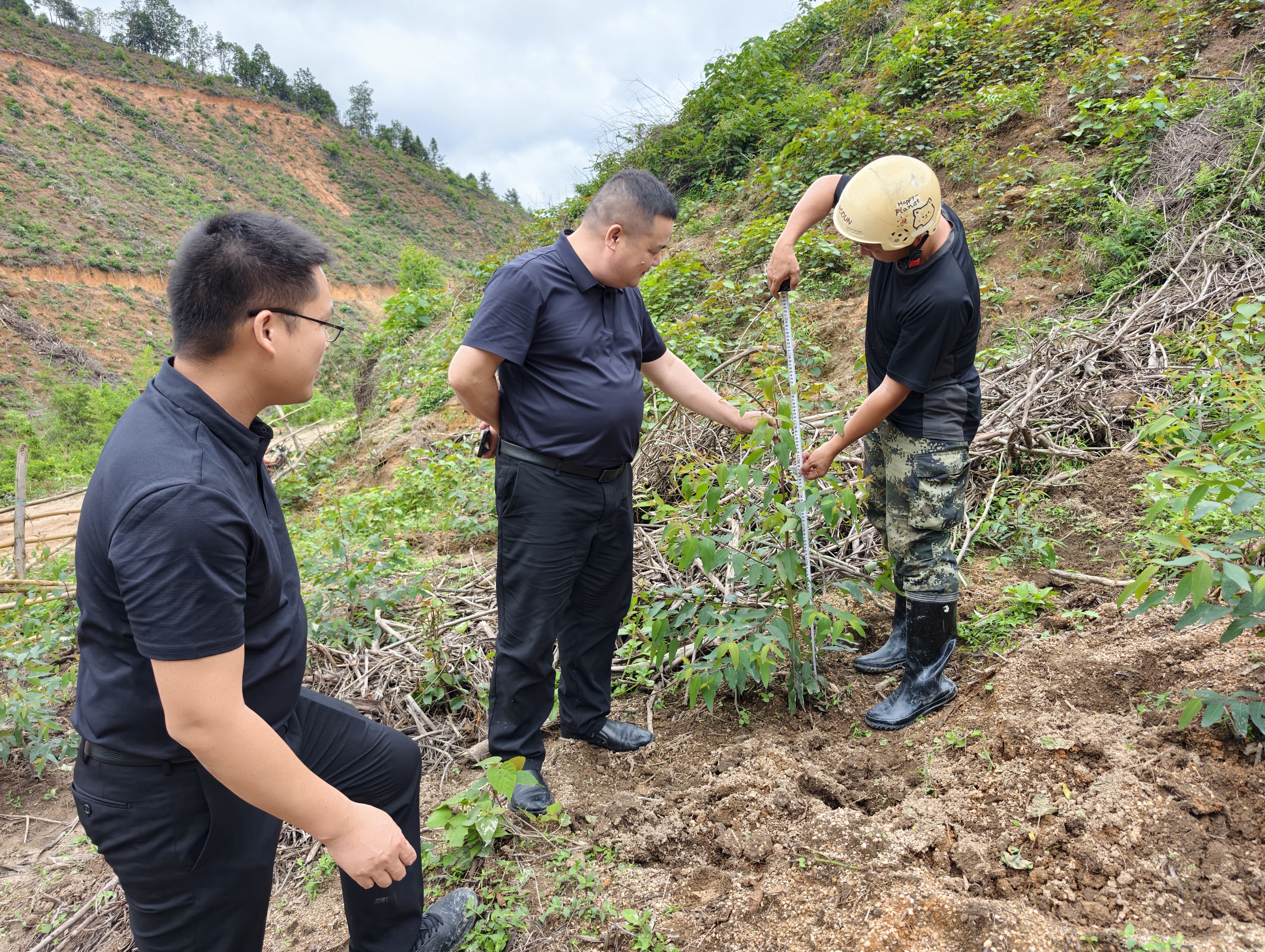 在怀集县诗洞镇仁和村调研新造林定植成效 (3) 在怀集县诗洞镇仁和村调研新造林定植成效 (3)